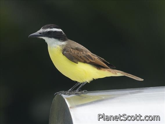 Great Kiskadee (Pitangus sulphuratus)