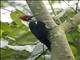 Lineated Woodpecker (Dryocopus lineatus)
