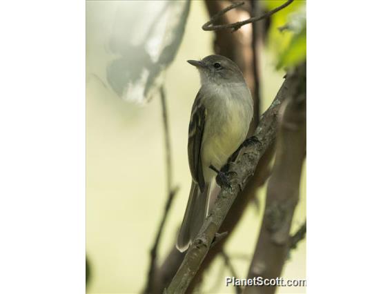 Northern Mouse-colored Tyrannulet (Nesotriccus incomta)