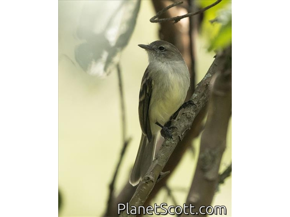 Northern Mouse-colored Tyrannulet (Nesotriccus incomta)