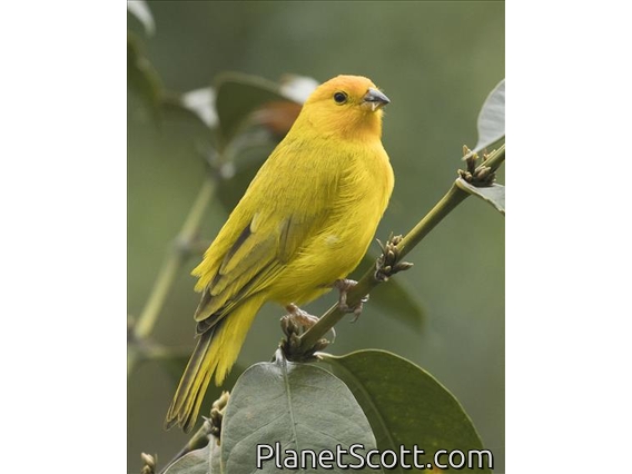 Saffron Finch (Sicalis flaveola)