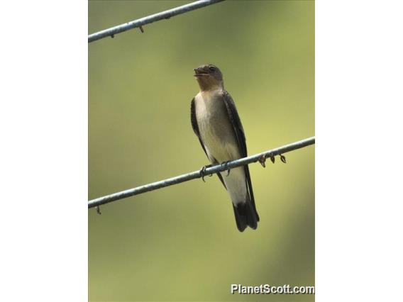 Southern Rough-winged Swallow (Stelgidopteryx ruficollis)