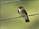 Southern Rough-winged Swallow (Stelgidopteryx ruficollis)