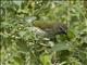 Streaked Saltator (Saltator striatipectus)