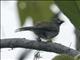 Streaked Saltator (Saltator striatipectus)