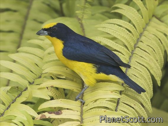 Thick-billed Euphonia (Euphonia laniirostris)