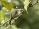 Yellow-bellied Seedeater (Sporophila nigricollis)