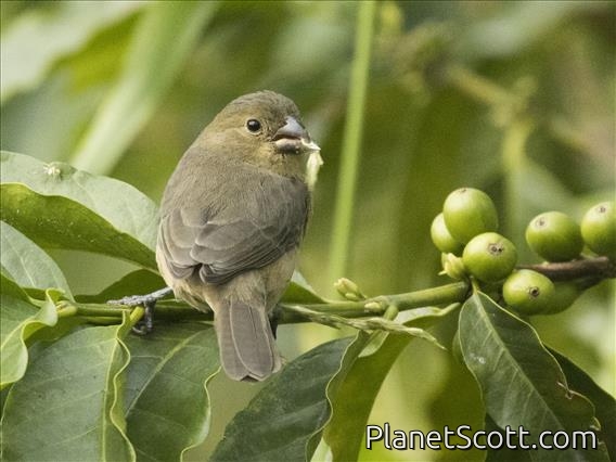 Yellow-bellied Seedeater (Sporophila nigricollis) - Female