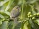 Yellow-bellied Seedeater (Sporophila nigricollis) - Female