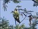 Yellow-crowned Parrot (Amazona ochrocephala)