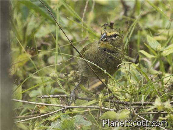 Yellow-faced Grassquit (Tiaris olivaceus)