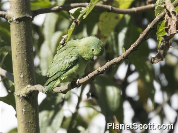 Spectacled Parrotlet (Forpus conspicillatus)