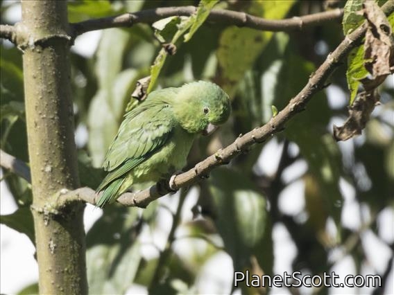 Spectacled Parrotlet (Forpus conspicillatus)