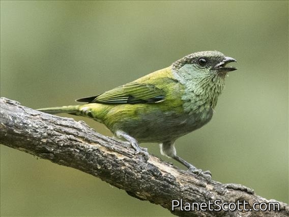 Black-capped Tanager (Stilpnia heinei) - Female