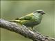 Black-capped Tanager (Stilpnia heinei) - Female