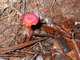 Waxcap (Hygrocybe sp)