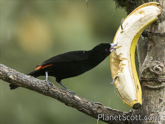 Flame-rumped Tanager (Ramphocelus flammigerus) - Male