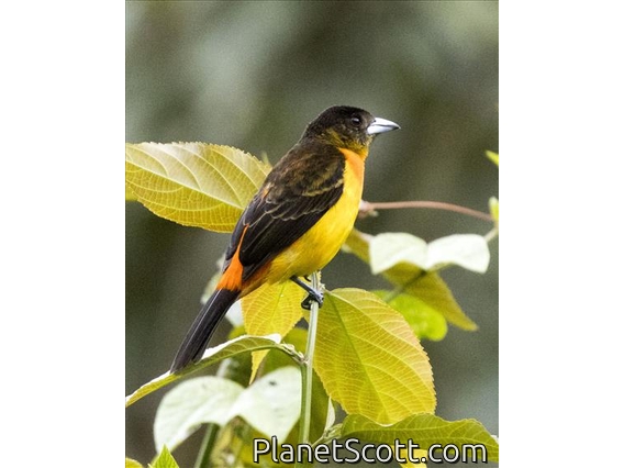 Flame-rumped Tanager (Ramphocelus flammigerus) - Female