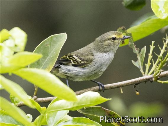 Golden-faced Tyrannulet (Zimmerius chrysops)