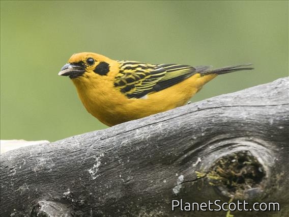 Golden Tanager (Tangara arthus)