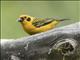 Golden Tanager (Tangara arthus)