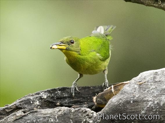 Green Honeycreeper (Chlorophanes spiza) - Female