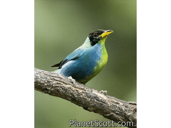 Green Honeycreeper (Chlorophanes spiza) - Intersex