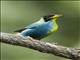 Green Honeycreeper (Chlorophanes spiza) - Intersex