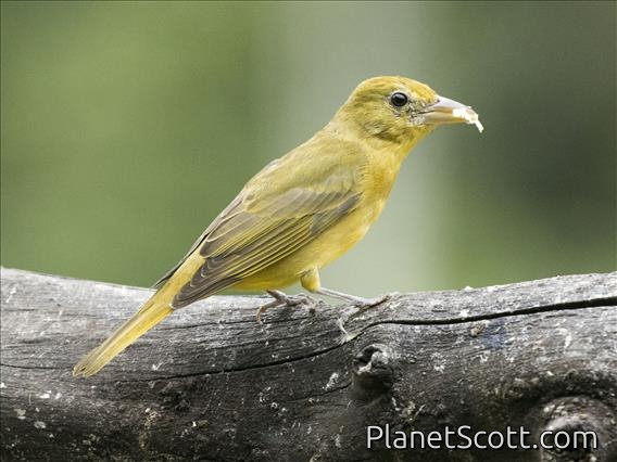 Summer Tanager (Piranga rubra) - Female