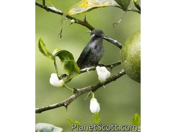 Western Emerald (Chlorostilbon melanorhynchus) - Female