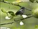 Western Emerald (Chlorostilbon melanorhynchus) - Female