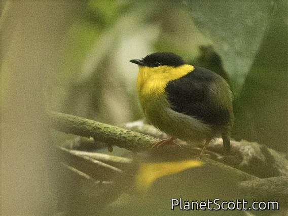 Golden-collared Manakin (Manacus vitellinus)