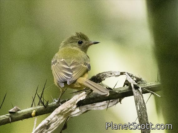 Ochre-bellied Flycatcher (Mionectes oleagineus)