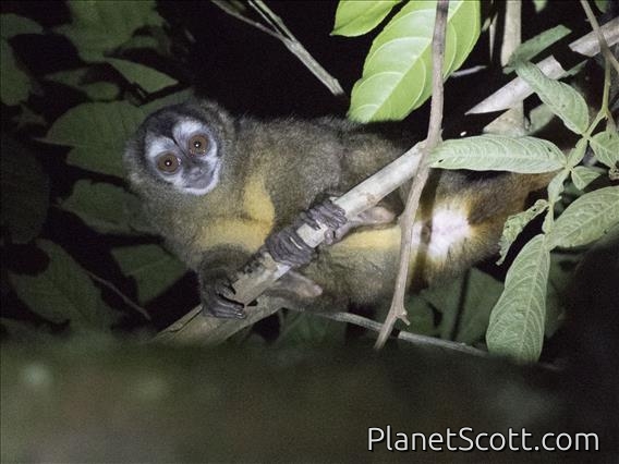 Colombian Night Monkey (Aotus lemurinus)