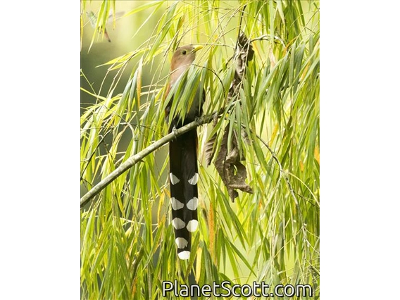 Squirrel Cuckoo (Piaya cayana)