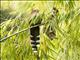Squirrel Cuckoo (Piaya cayana)