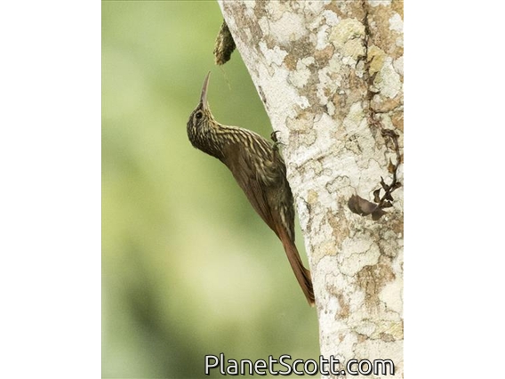 Streak-headed Woodcreeper (Lepidocolaptes souleyetii)