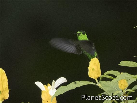Western Emerald (Chlorostilbon melanorhynchus) - Male