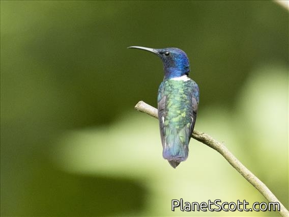 White-necked Jacobin (Florisuga mellivora)
