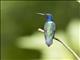 White-necked Jacobin (Florisuga mellivora)