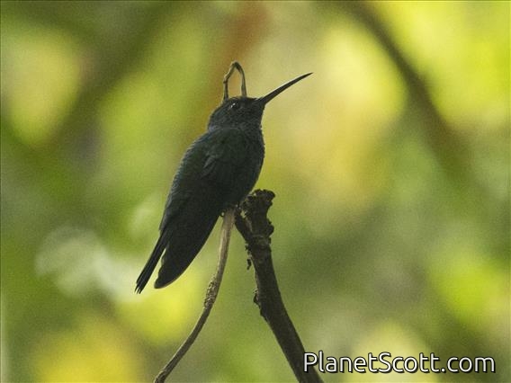 White-vented Plumeleteer (Chalybura buffonii)