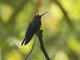 White-vented Plumeleteer (Chalybura buffonii)