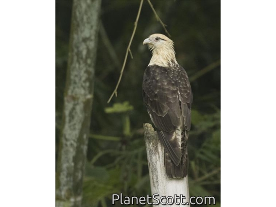 Yellow-headed Caracara (Daptrius chimachima)
