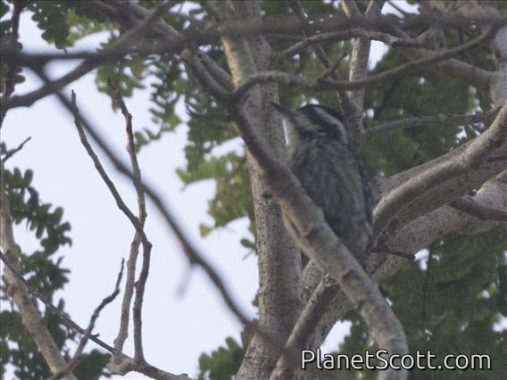Sunda Pygmy Woodpecker (Yungipicus moluccensis)