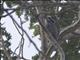 Sunda Pygmy Woodpecker (Yungipicus moluccensis)