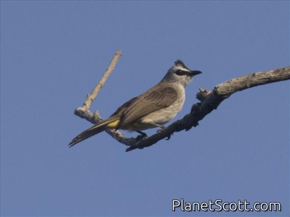 Yellow-vented Bulbul (Pycnonotus goiavier)