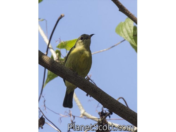 Brown-throated Sunbird (Anthreptes malacensis) - Female