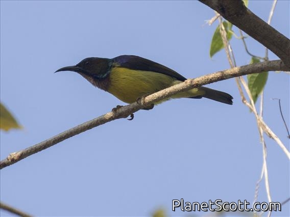 Brown-throated Sunbird (Anthreptes malacensis)