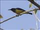 Brown-throated Sunbird (Anthreptes malacensis)