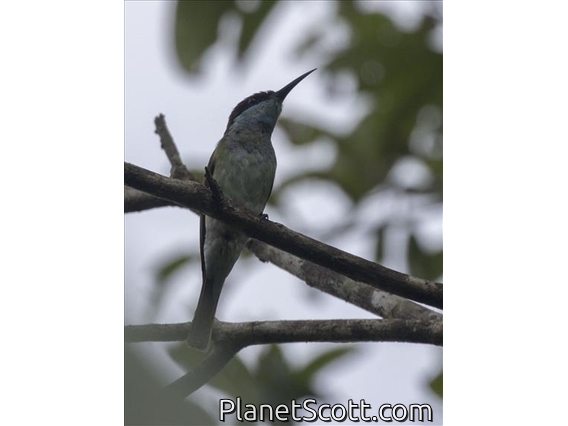 Blue-throated Bee-eater (Merops viridis)